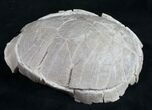 Oligocene Tortoise (Stylemys) - Removable From Base #9874-7